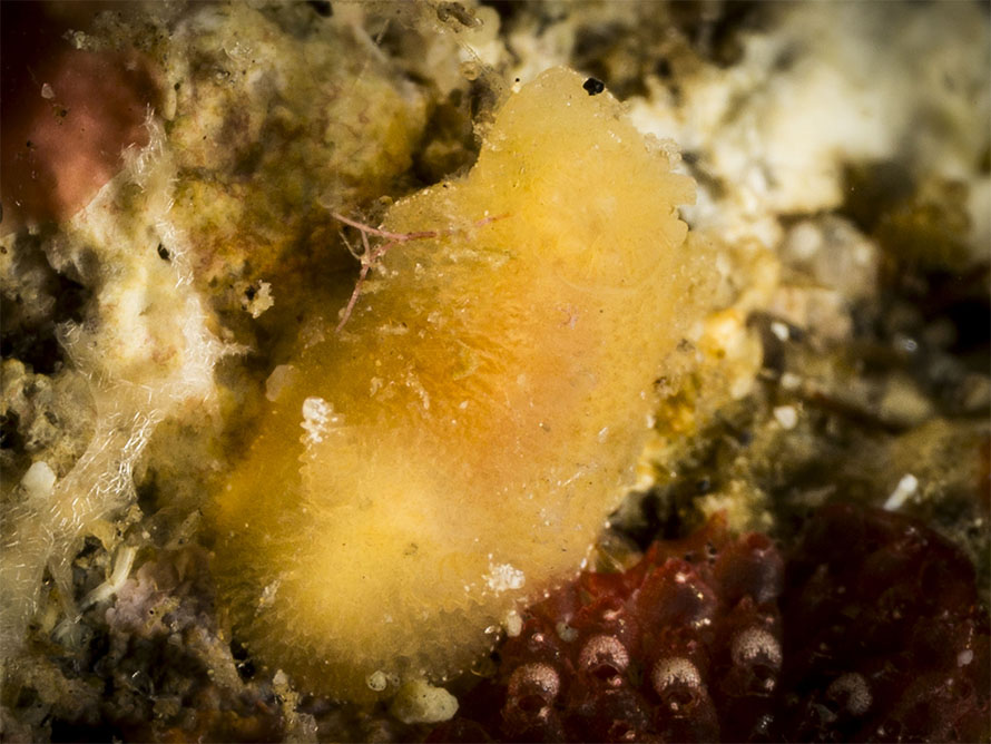 Dorid sp. ZE